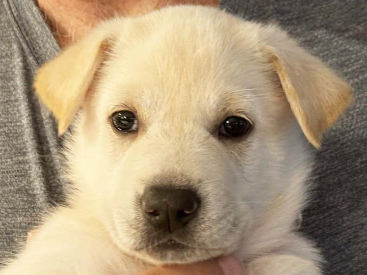 chinook puppy